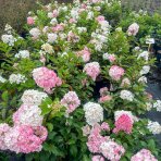 Hortenzia metlinatá (Hydrangea paniculata) ´VANILLE FRAISE´® - výška 20-30 cm, kont. C2L
